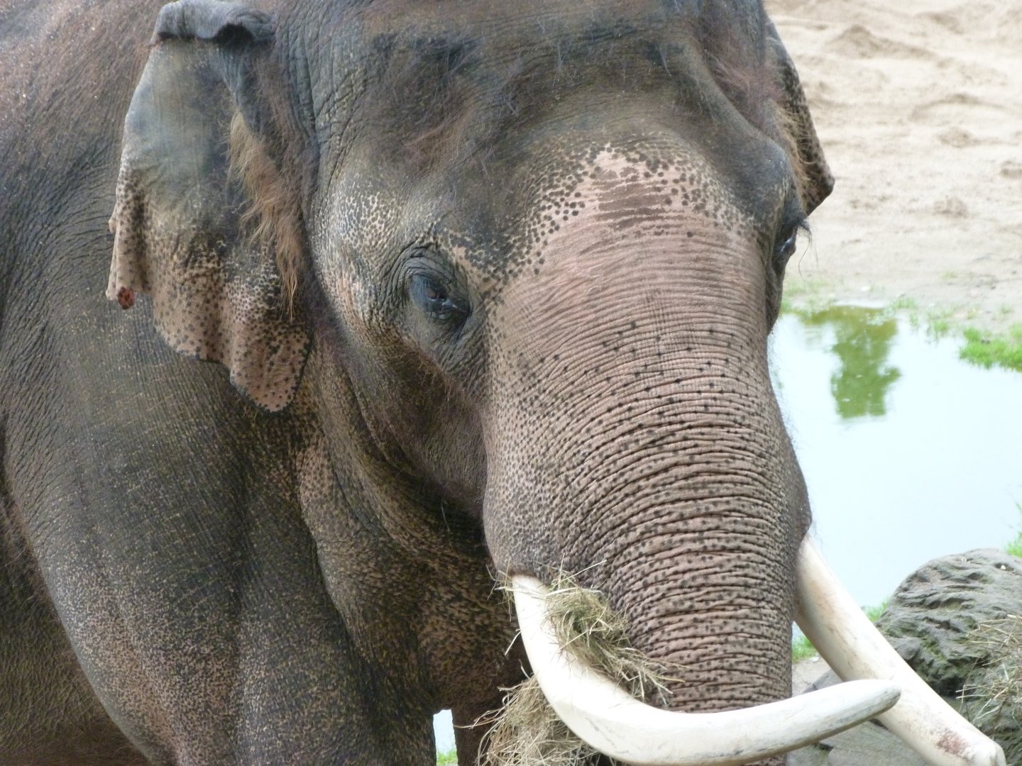 Asiatic elephant -Zoo Praha (2025)