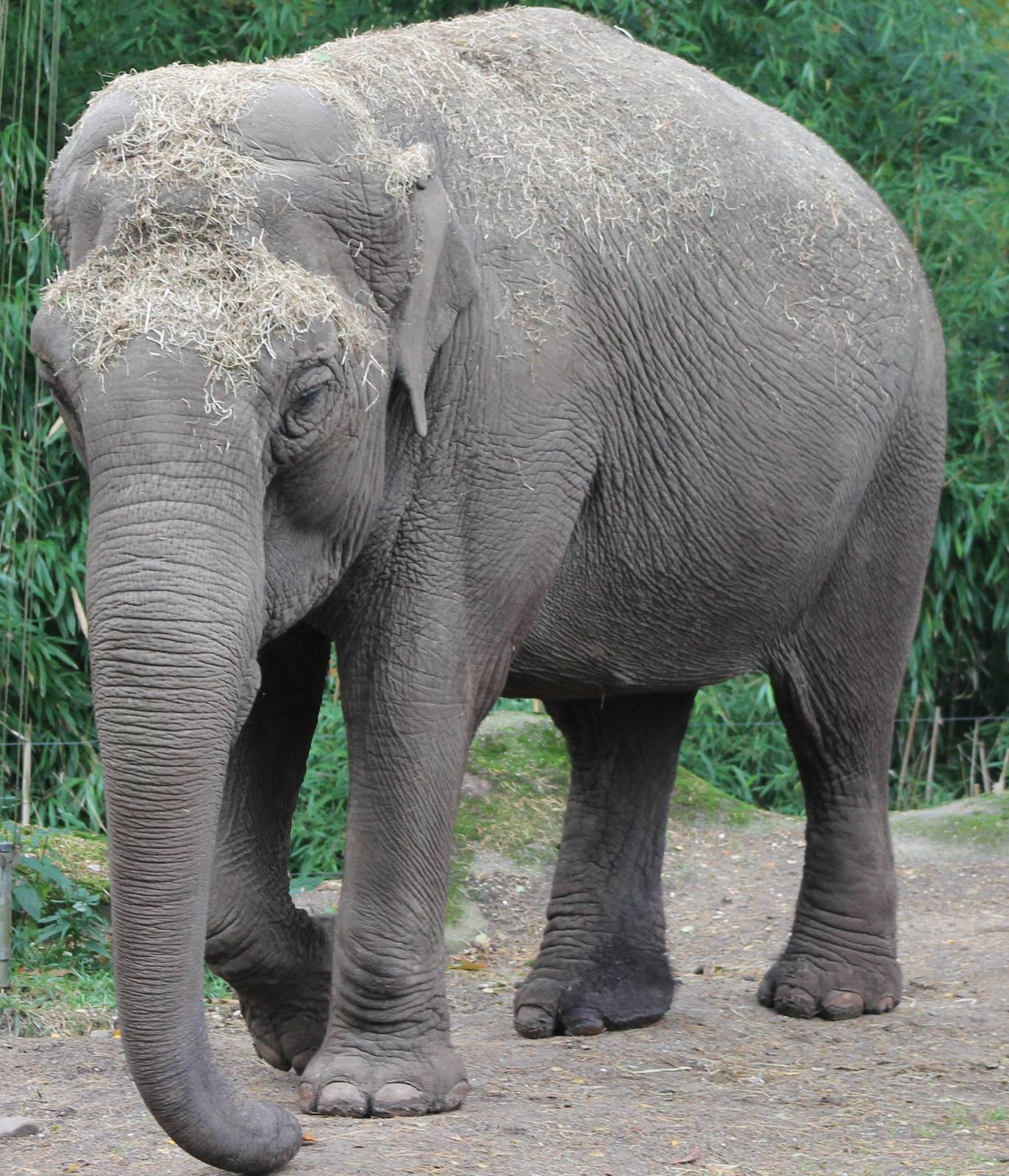 asiatic elephant
