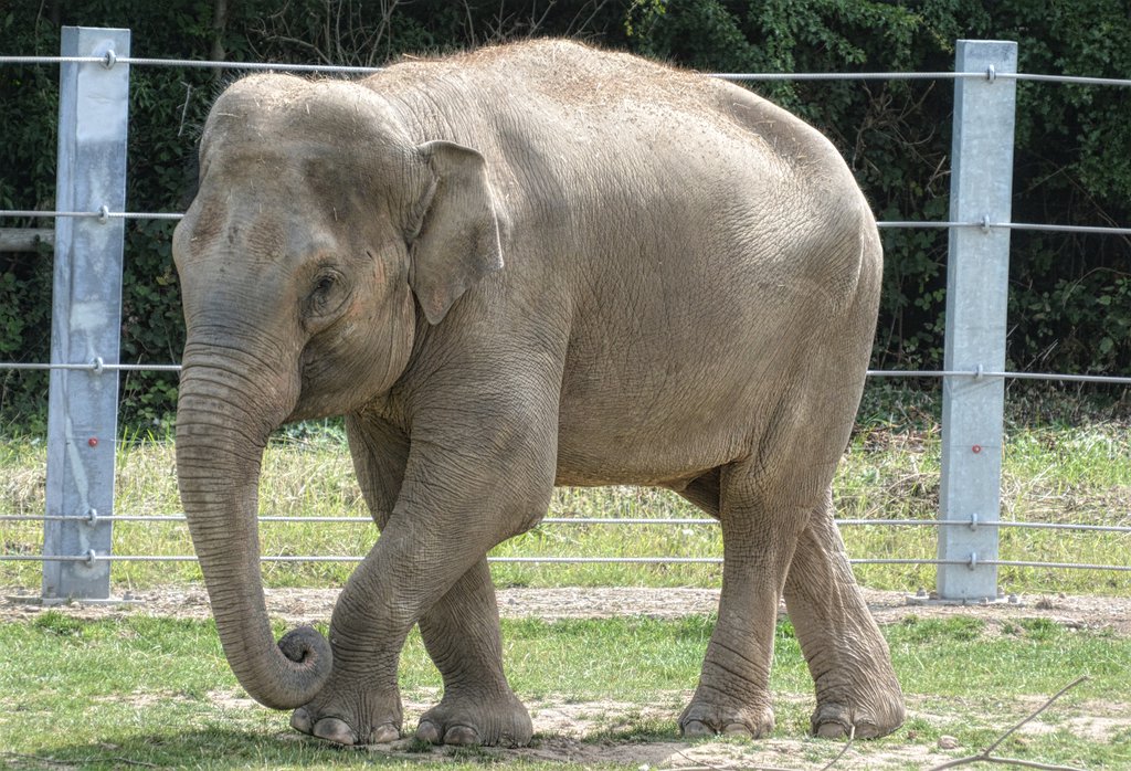 Asiatic Elephant