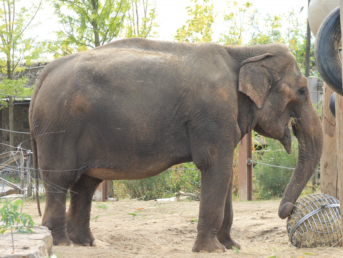Asiatic elephant