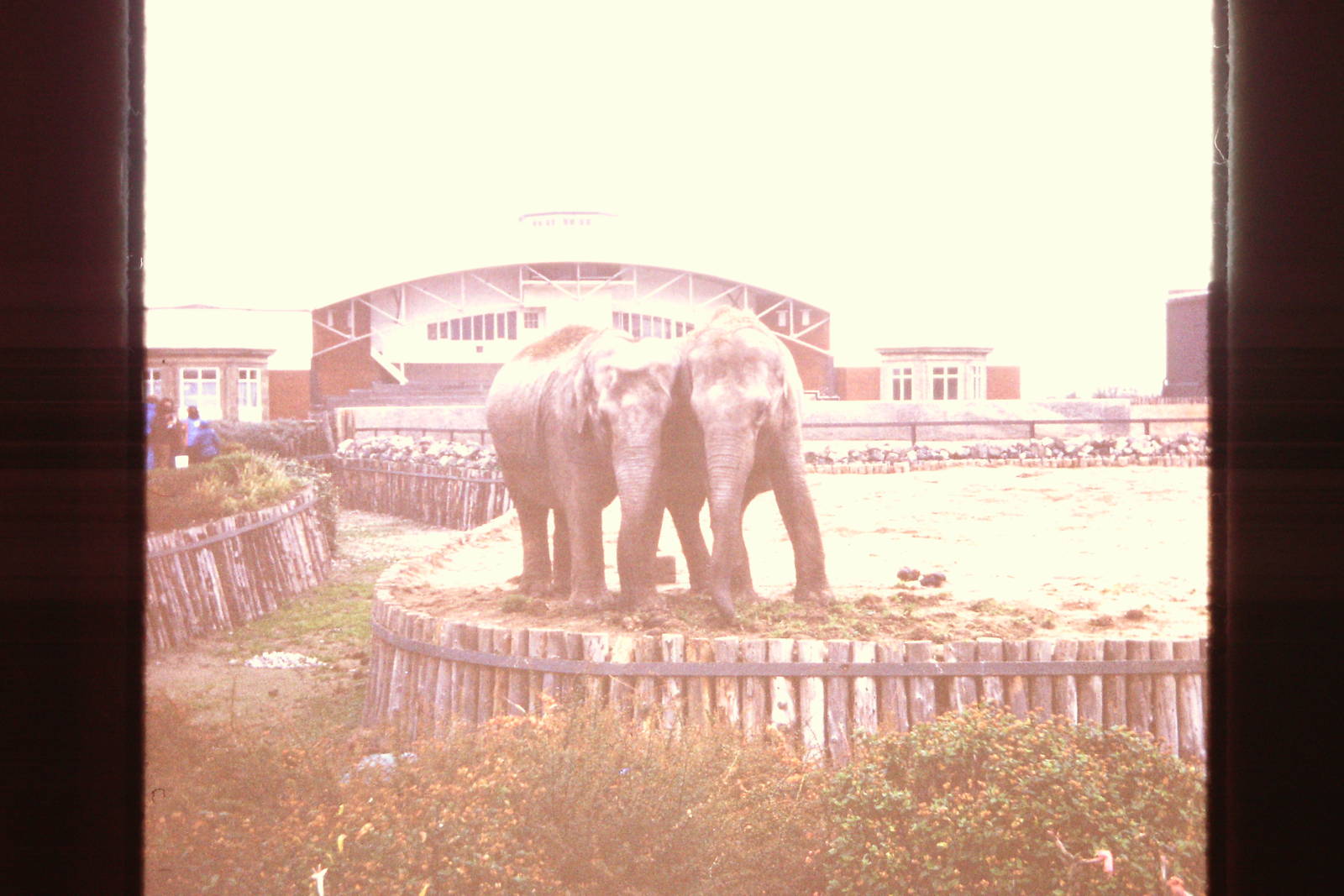 Asiatic Elephants, 1978