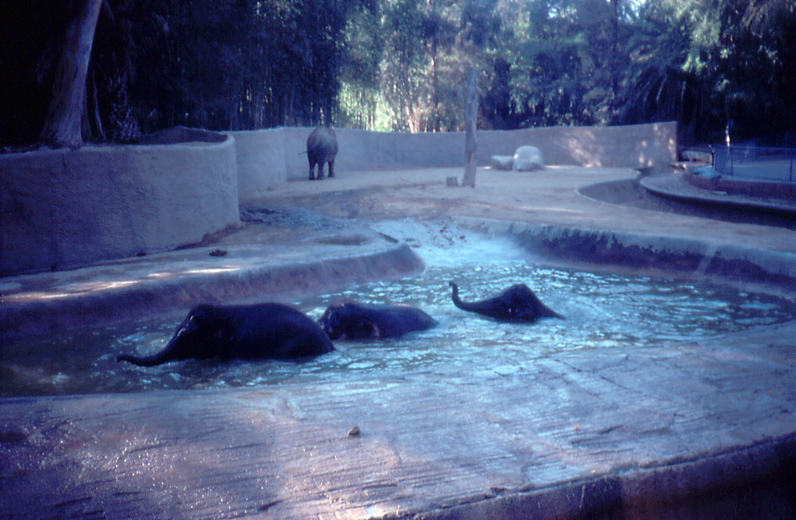 Asiatic Elephants - 1990