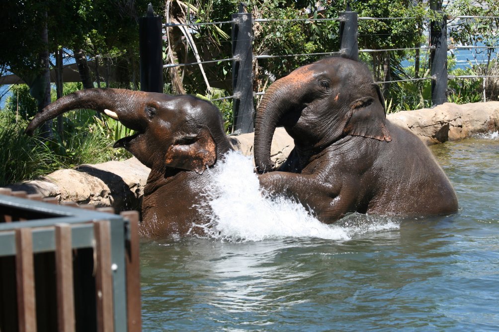 Asiatic Elephants, 2008
