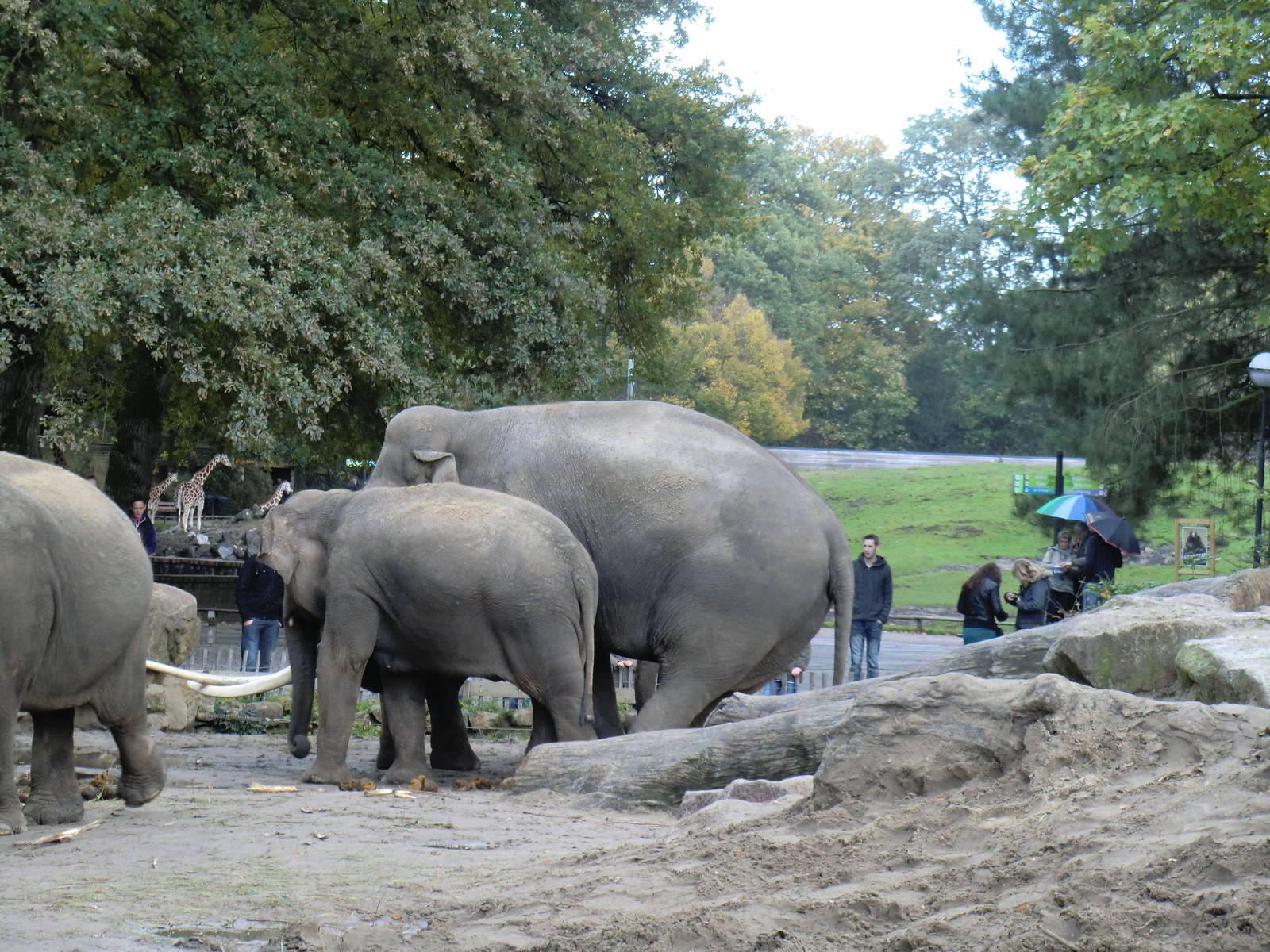 Asiatic Elephants, 24-10-2010