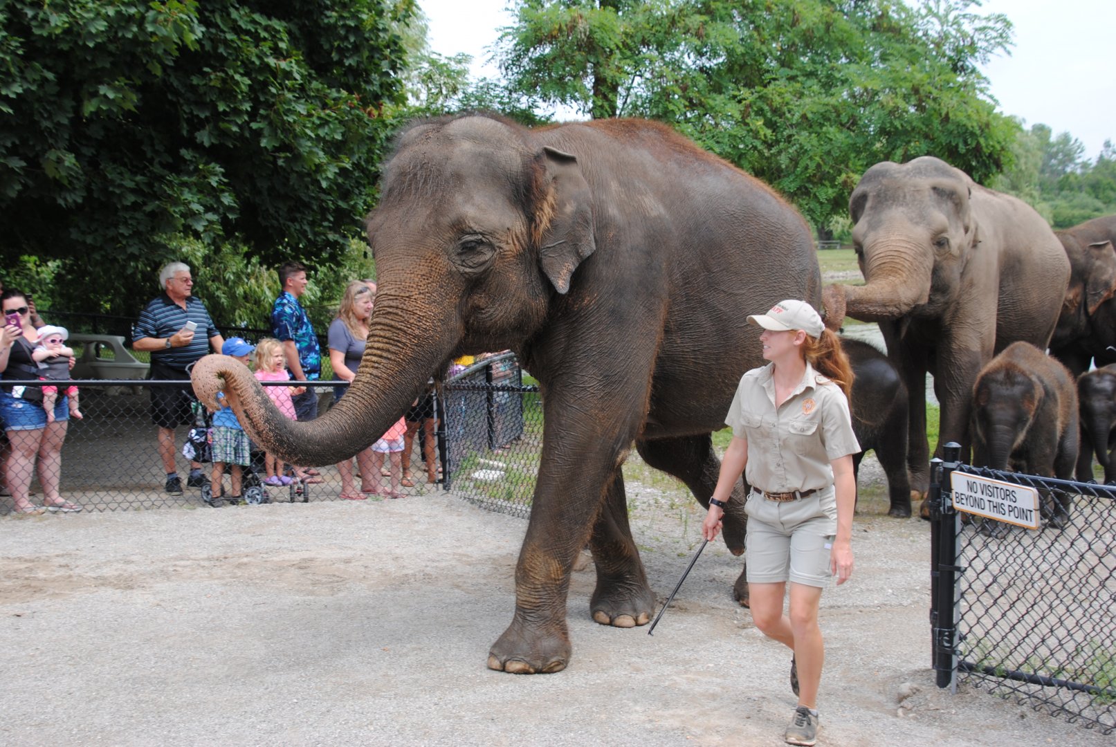 Asiatic Elephants being led away after Elephant Swim Demonstration