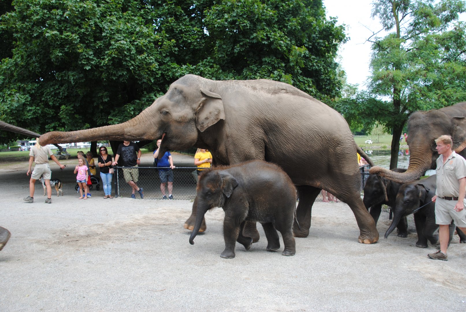 Asiatic Elephants being led away after Elephant Swim Demonstration