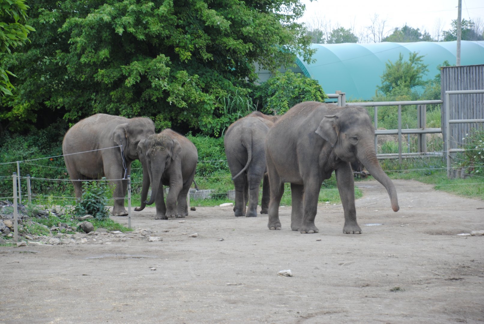 Asiatic Elephants Compound