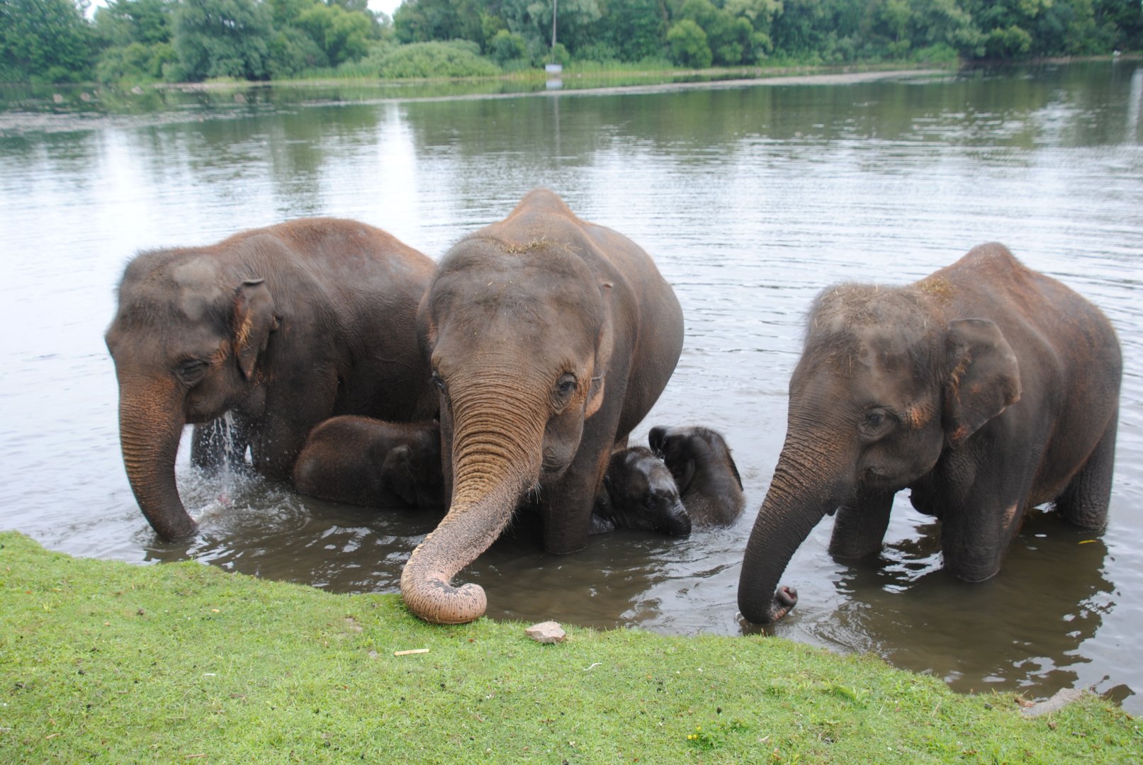 Asiatic Elephants during Elephant Swim Demonstration