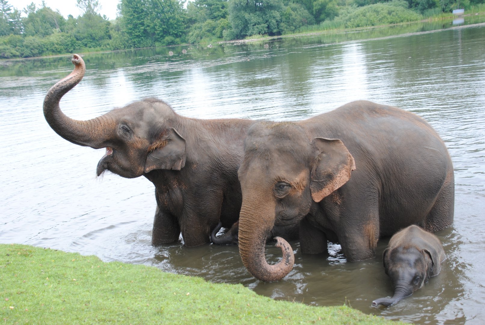 Asiatic Elephants during Elephant Swim Demonstration