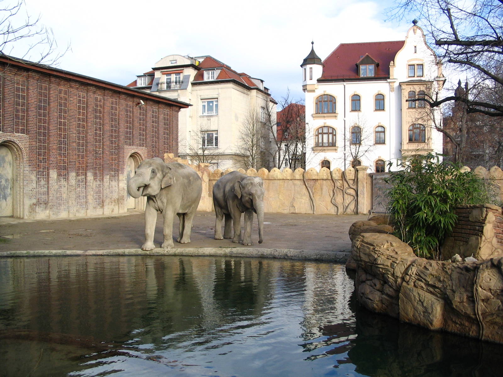 Asiatic Elephants (Elephas maximus indicus) "Saida" and "Ind