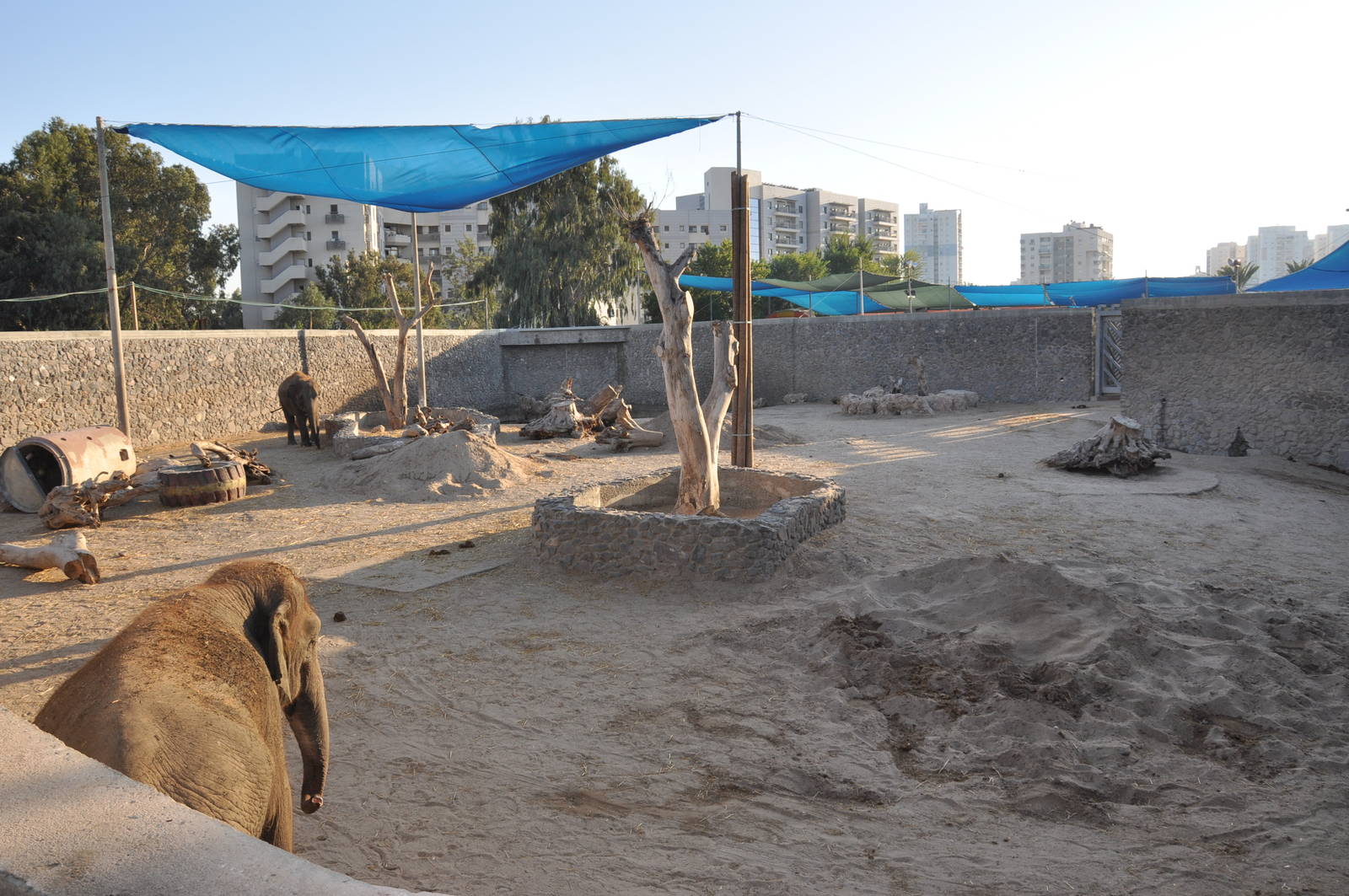 Asiatic elephants enclosure