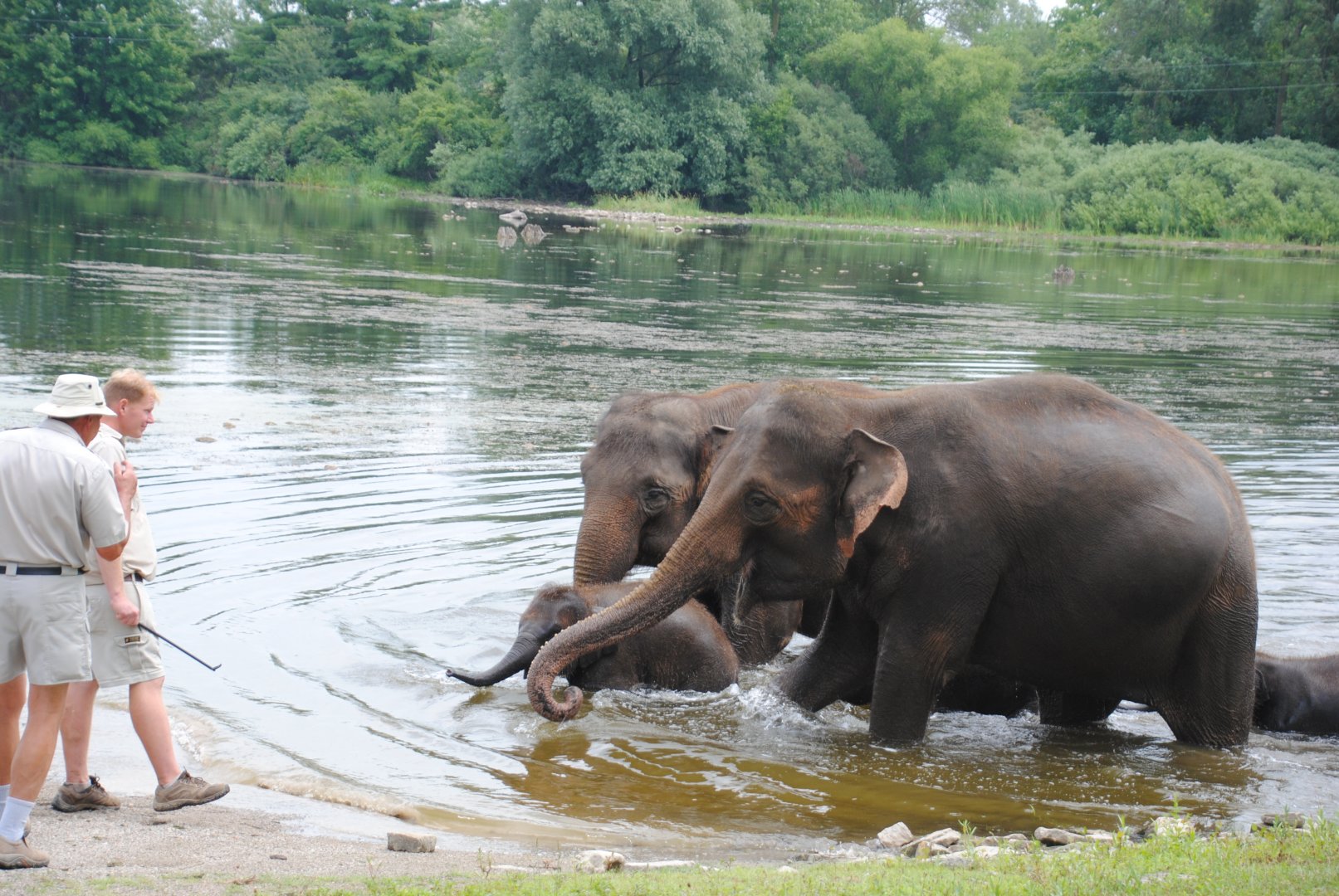 Asiatic Elephants exiting the lake after Elephant Swim Demonstration