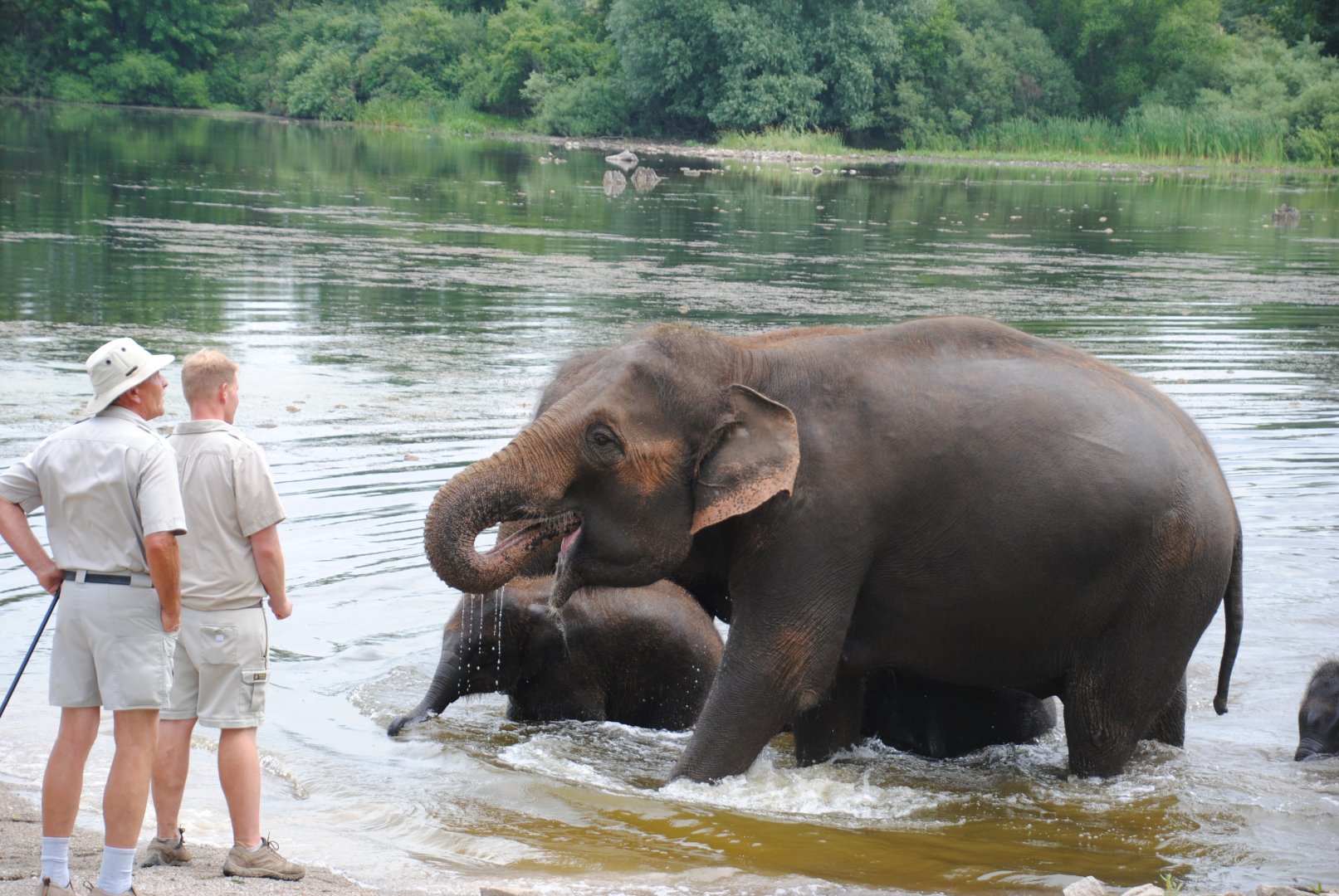 Asiatic Elephants exiting the lake after Elephant Swim Demonstration