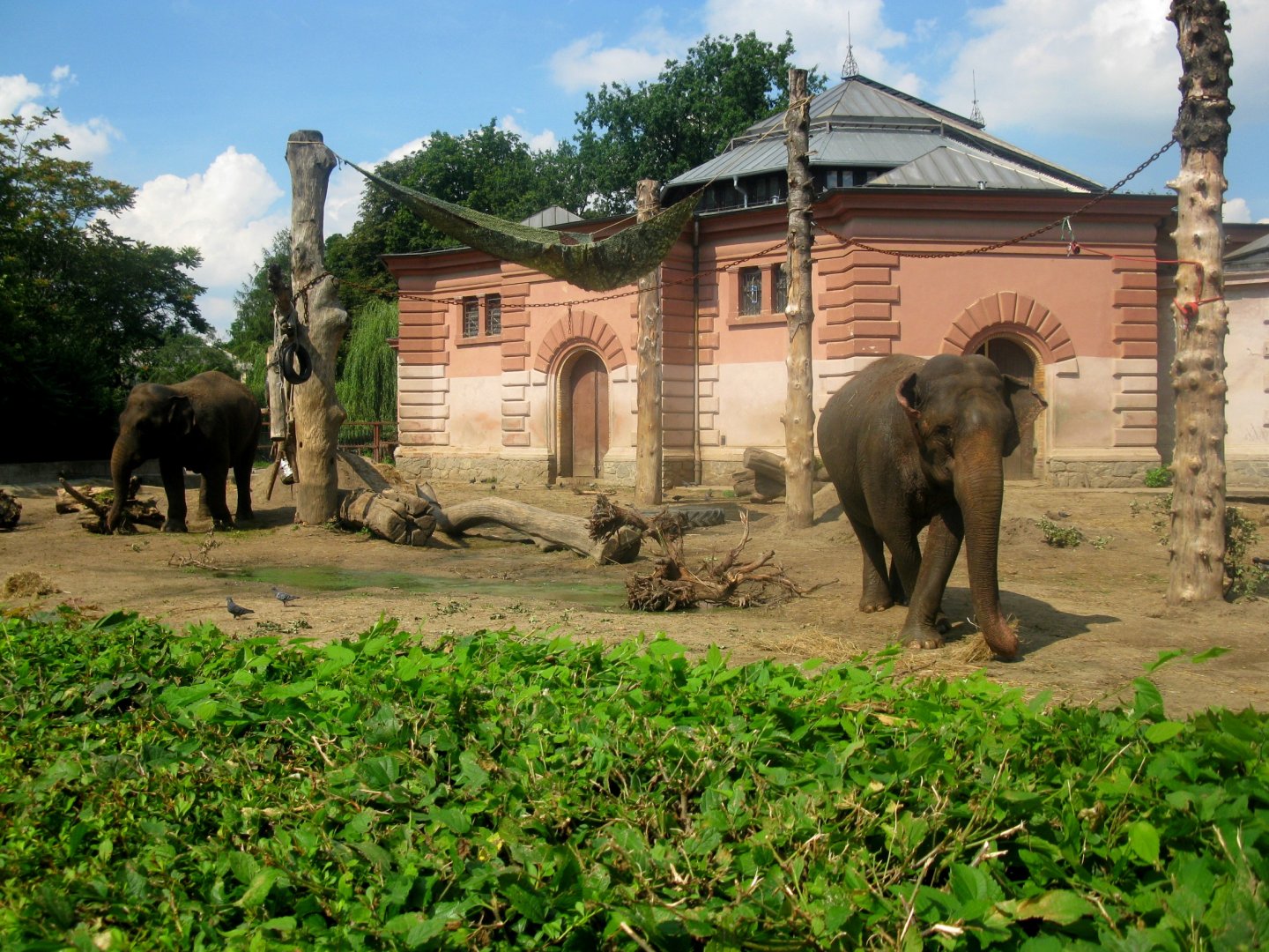 Asiatic Elephants house and enclosure - 08.2013