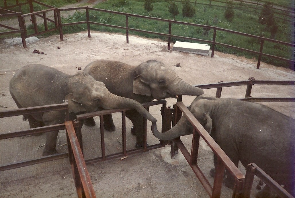 Asiatic Elephants, May 1984