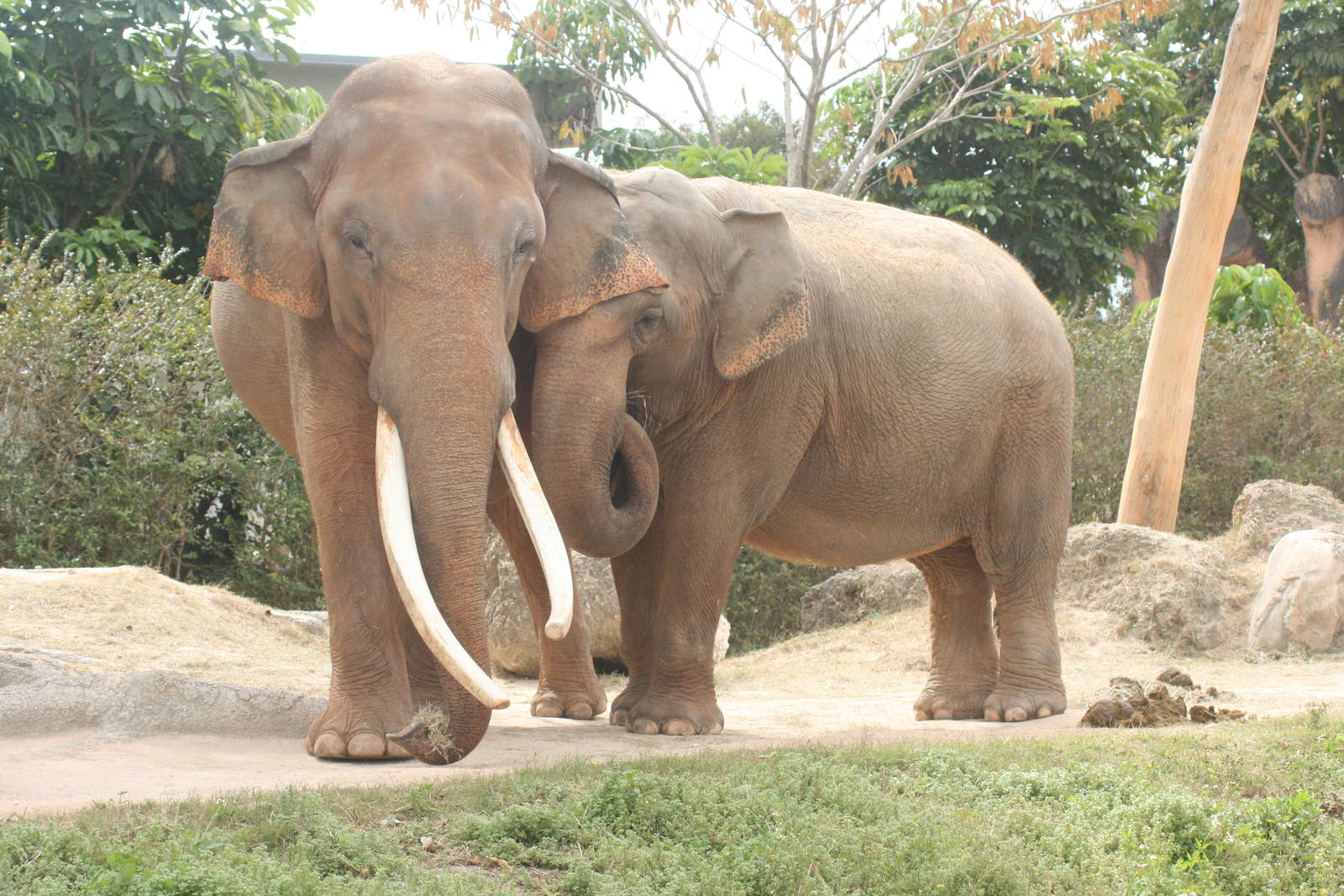 Asiatic Elephants; Miami Metrozoo; February 2009