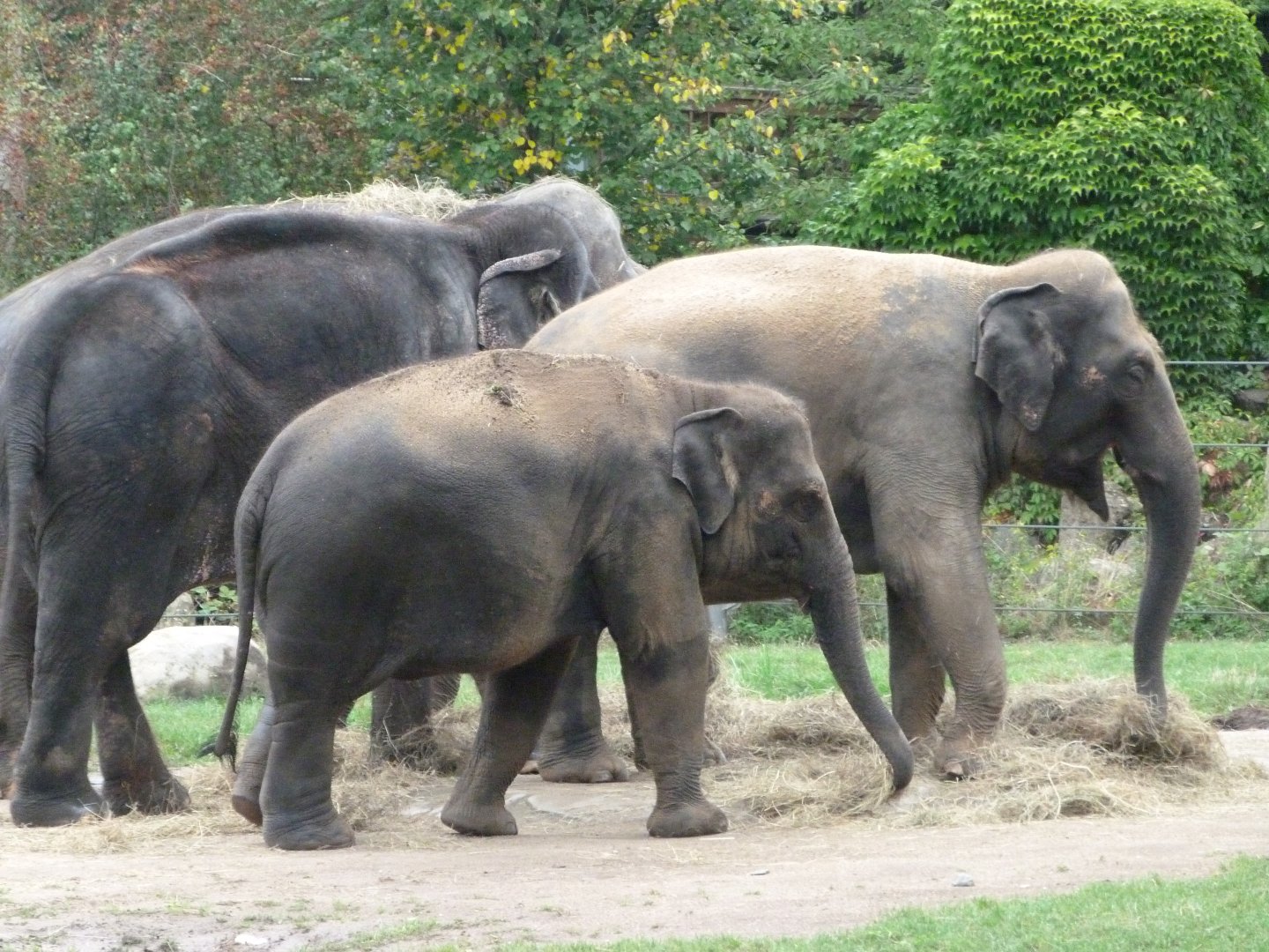 Asiatic elephants -Zoo Praha (2025)