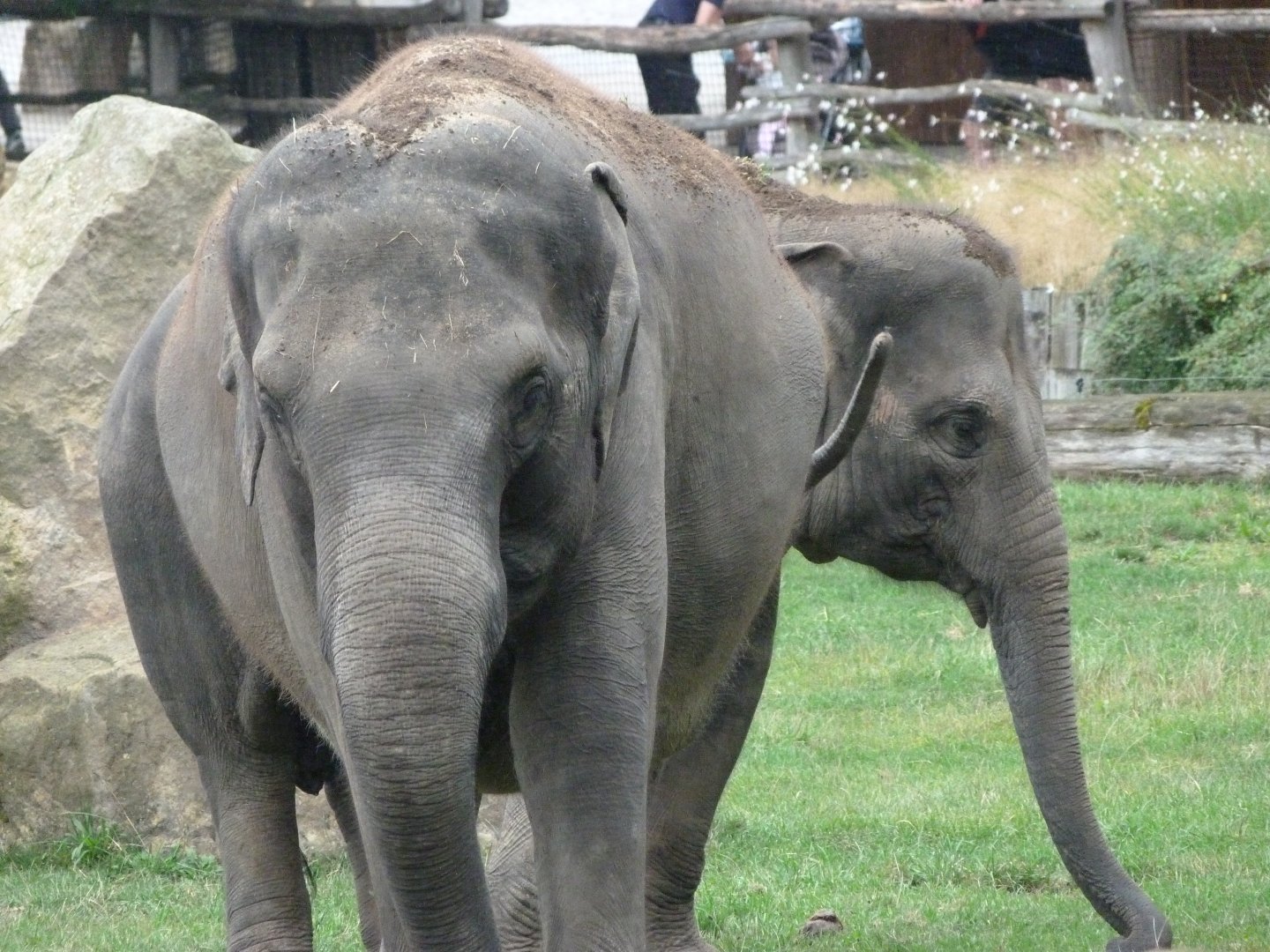 Asiatic elephants -Zoo Praha (2025)