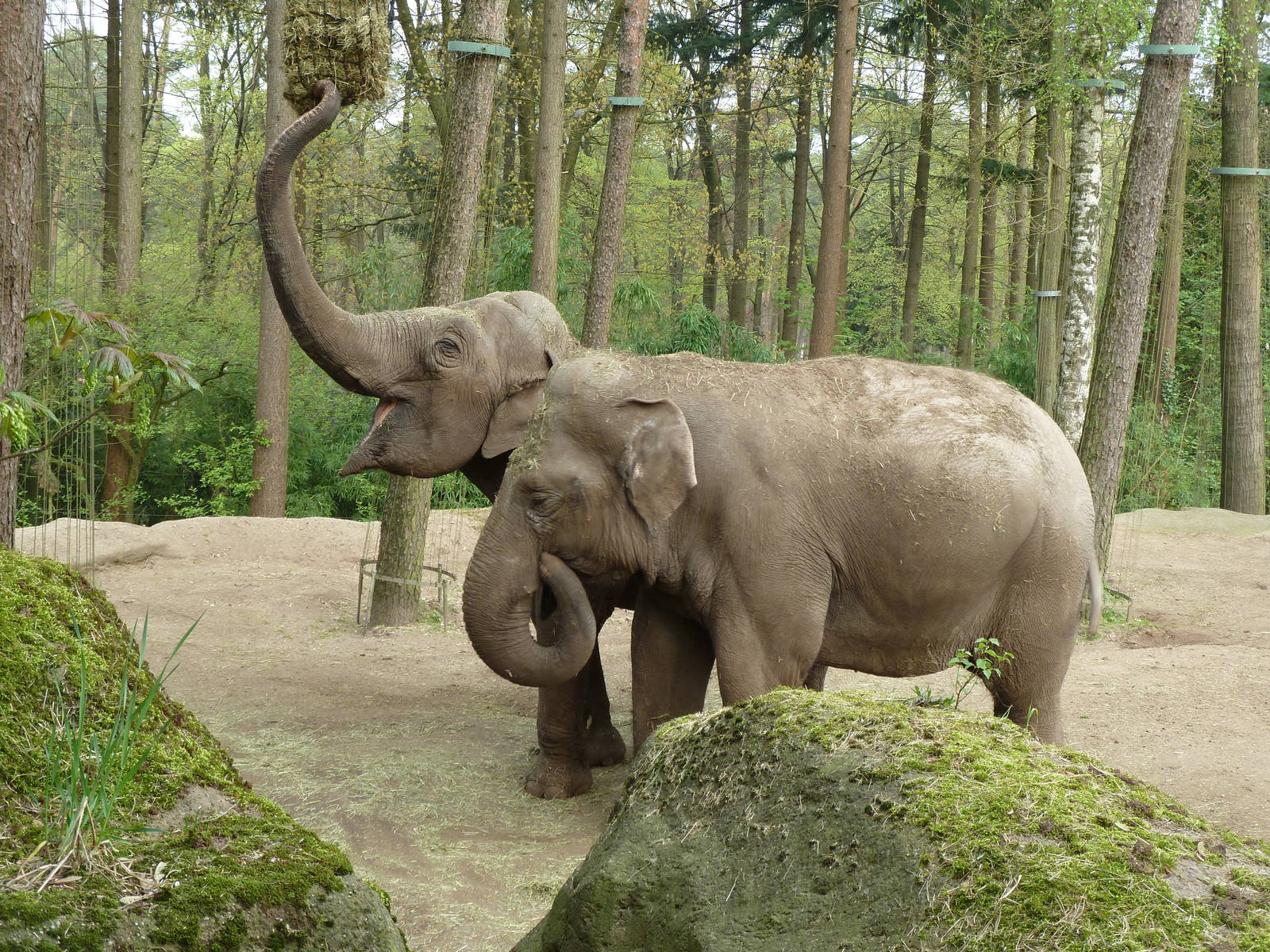 Asiatic elephants