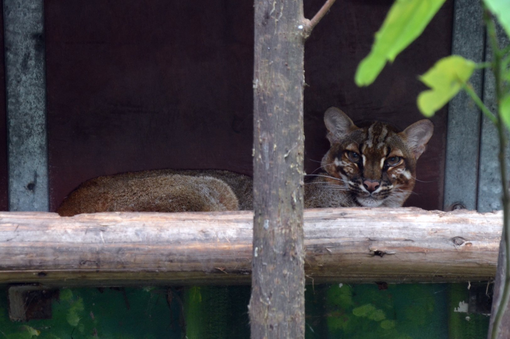 Asiatic Golden Cat/Catopuma temmincki temmincki