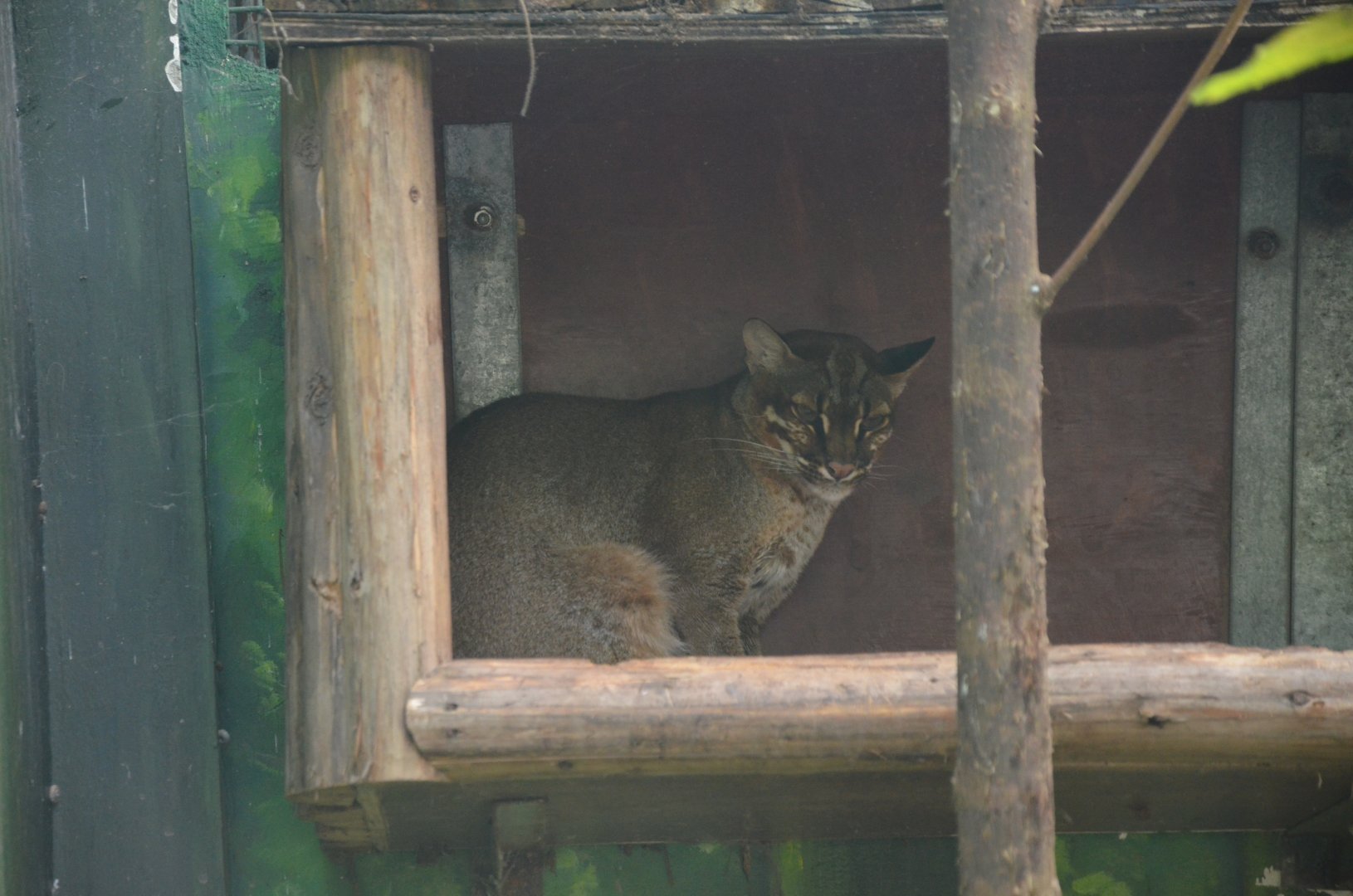 Asiatic Golden Cat/Catopuma temminckii temminckii