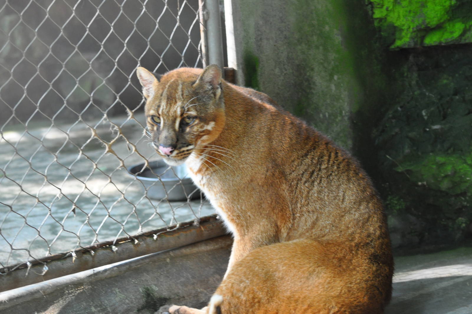 Asiatic golden cat/ Catopuma temminckii