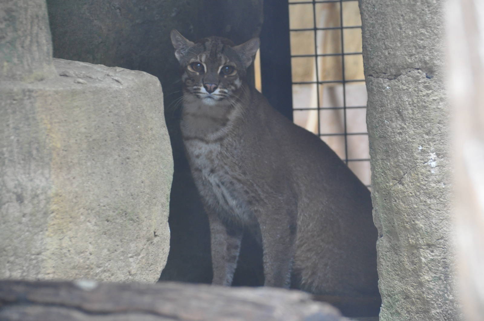Asiatic golden cat/ Catopuma temminckii
