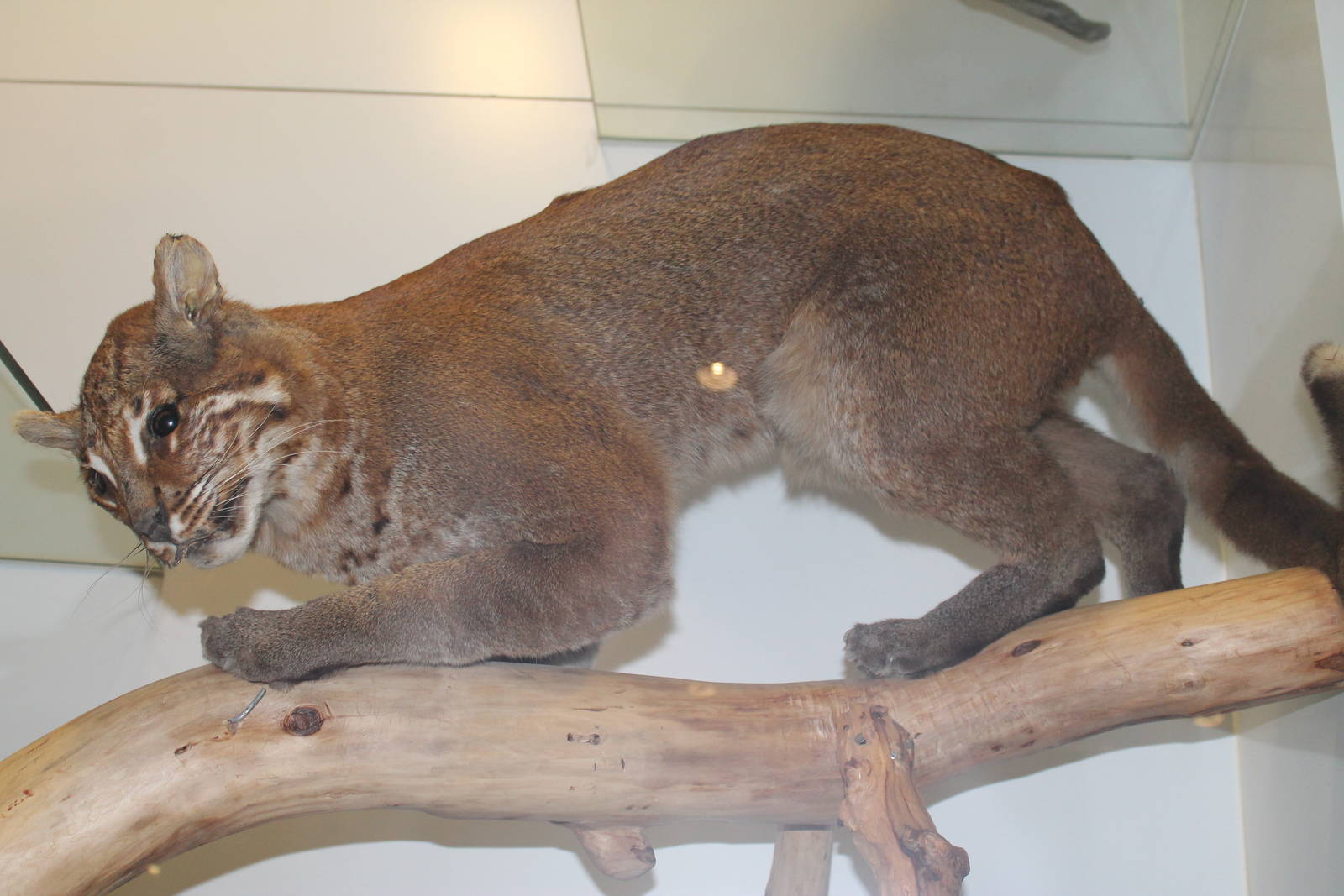 Asiatic Golden Cat (Catopuma temminckii)