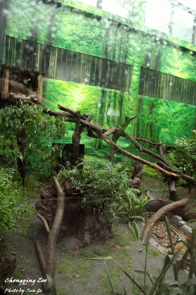 Asiatic Golden Cat Exhibit after renovation