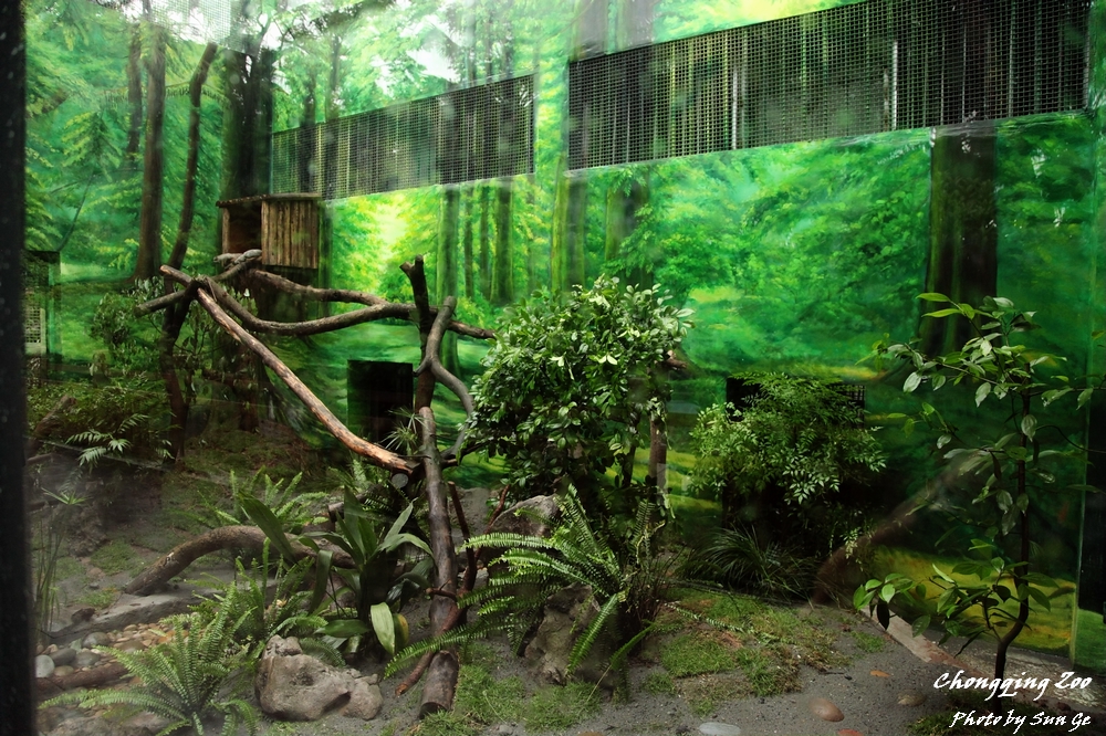 Asiatic Golden Cat Exhibit after renovation
