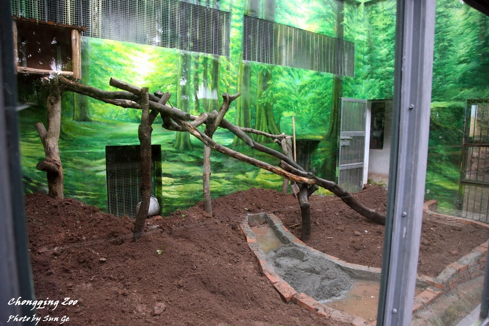 Asiatic Golden Cat Exhibit Renovation