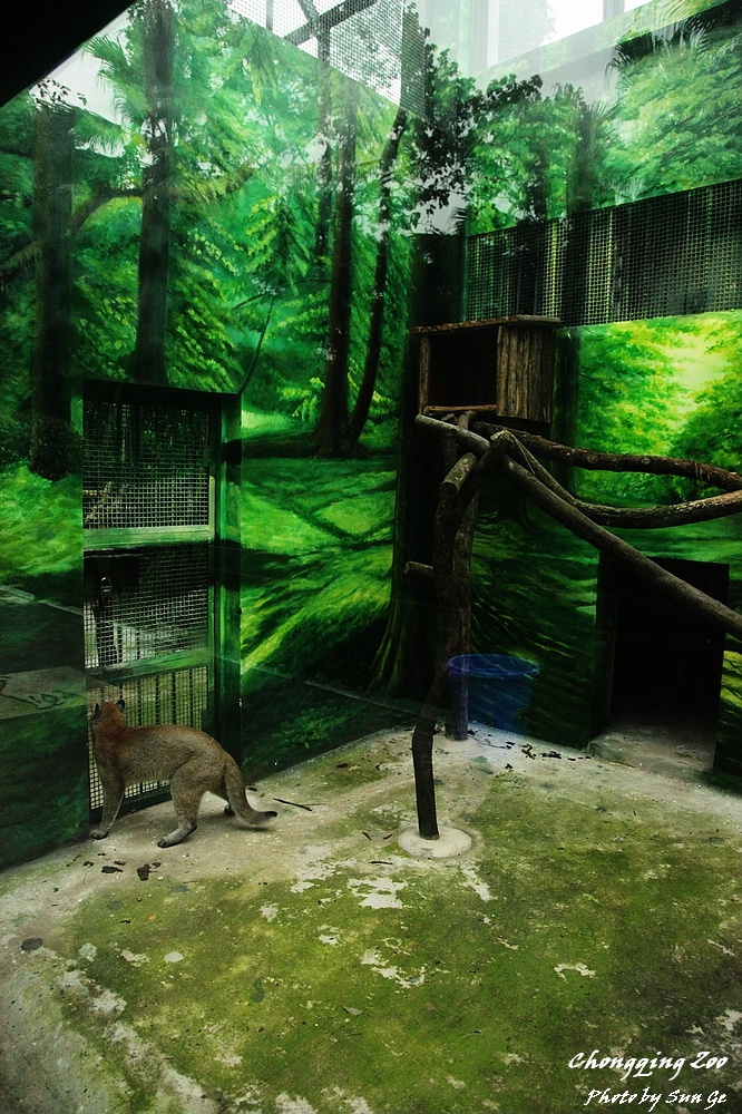 Asiatic Golden Cat Exhibit