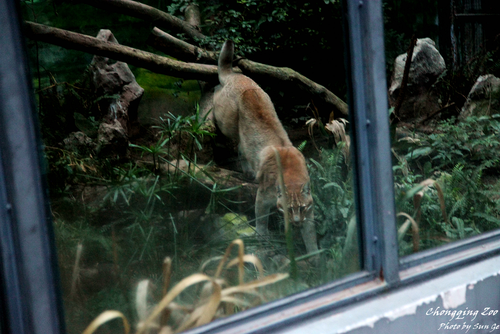 Asiatic golden Cat Exhibit