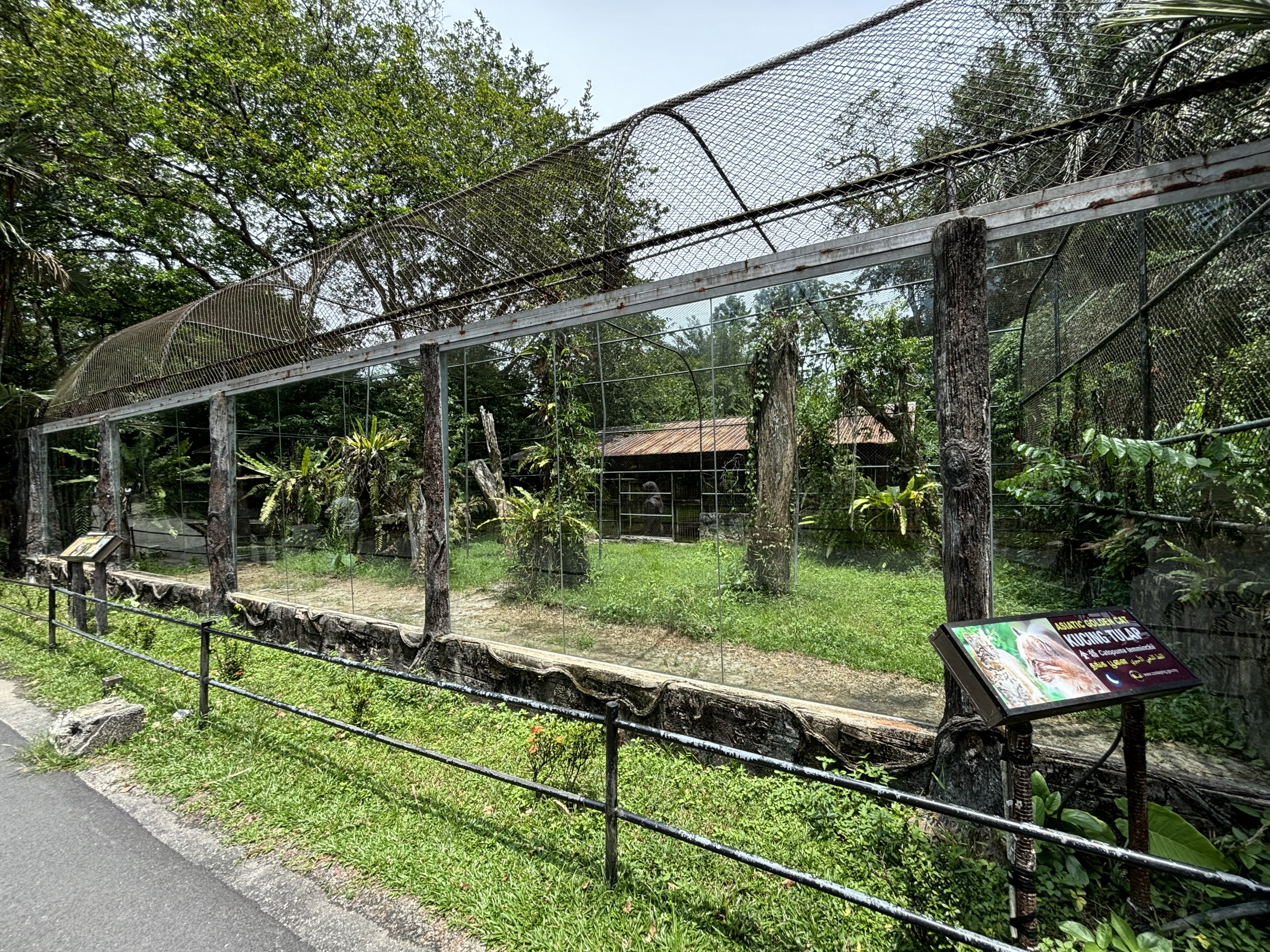 Asiatic Golden Cat Exhibit