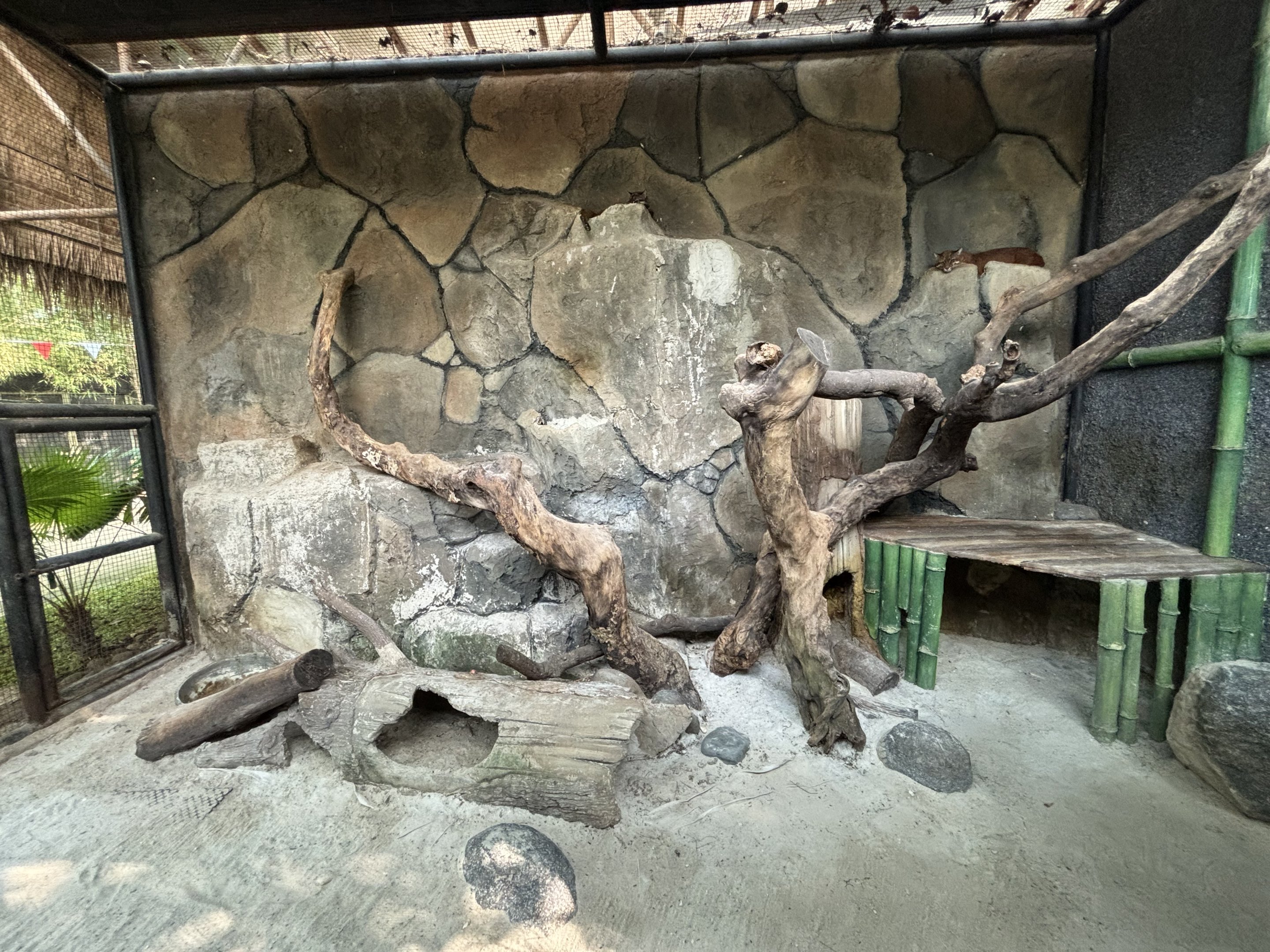 Asiatic Golden Cat Exhibit