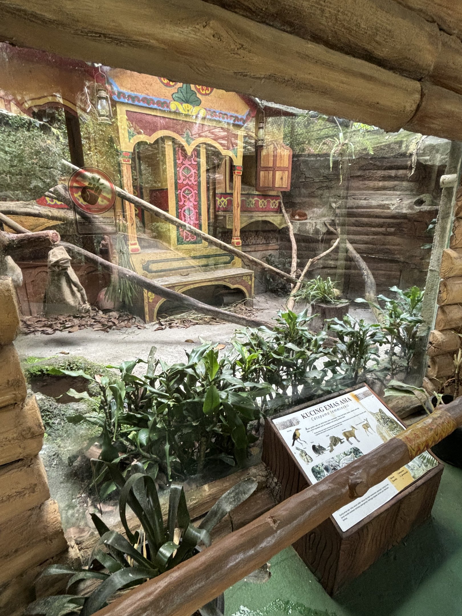 Asiatic Golden Cat Exhibit