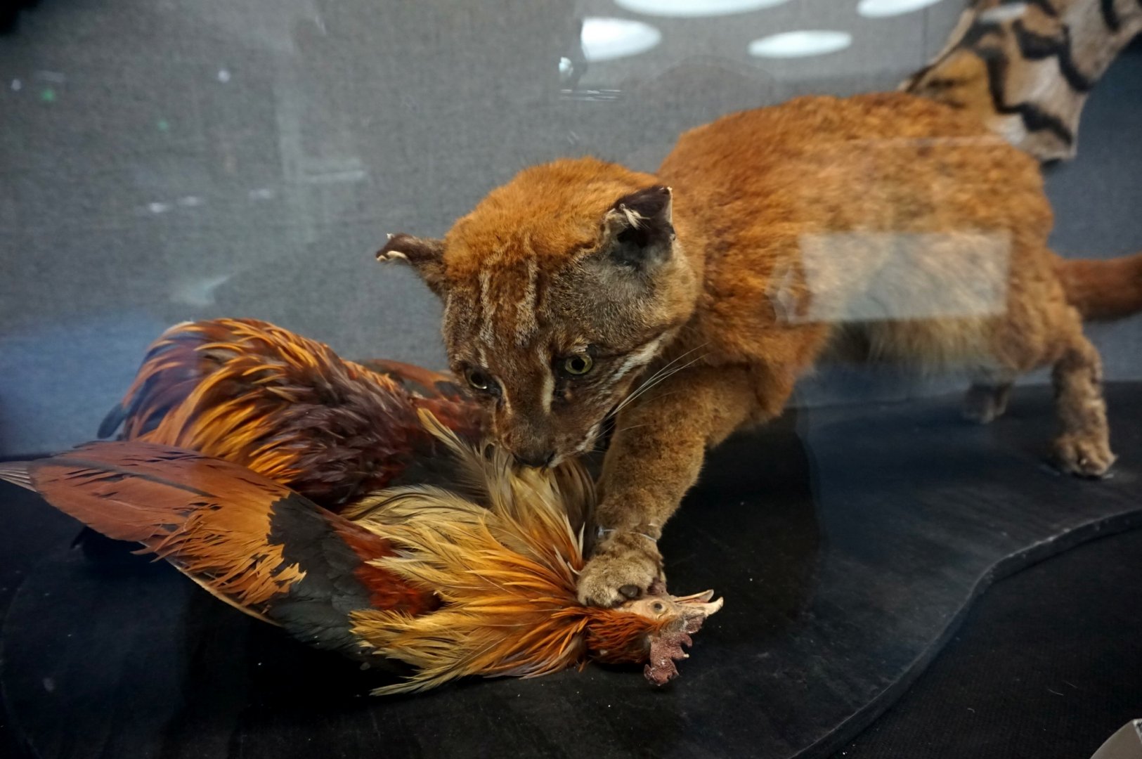 Asiatic golden cat（Golden-brown）