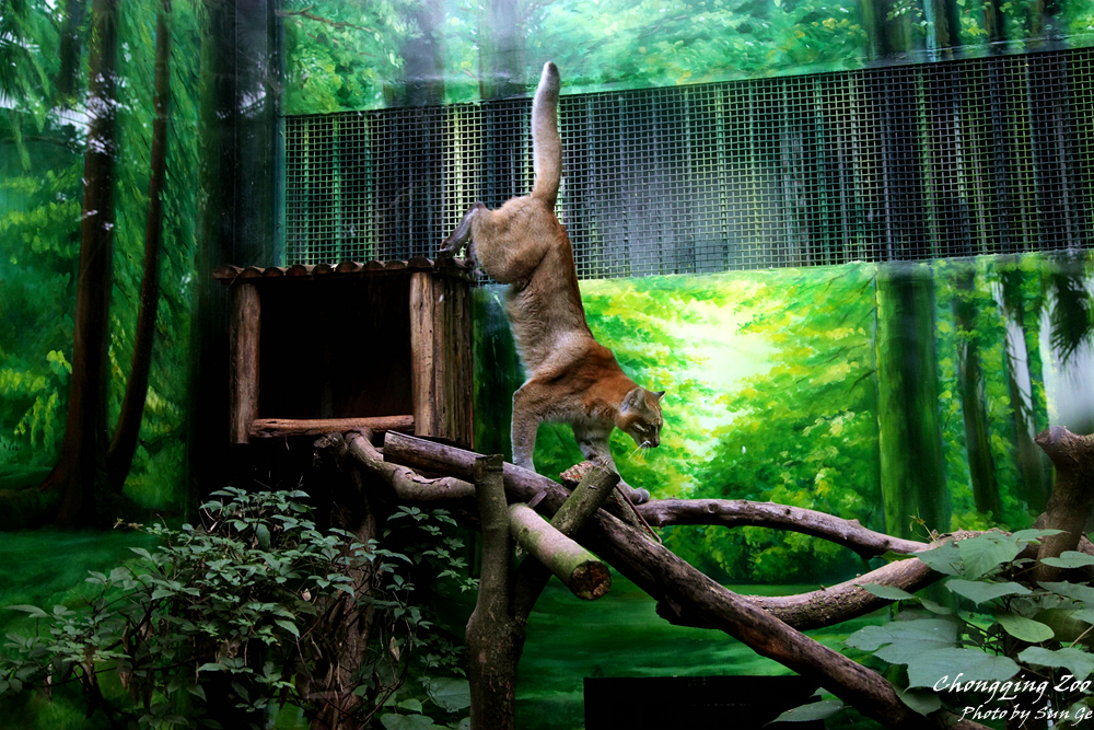 Asiatic Golden Cat Jump