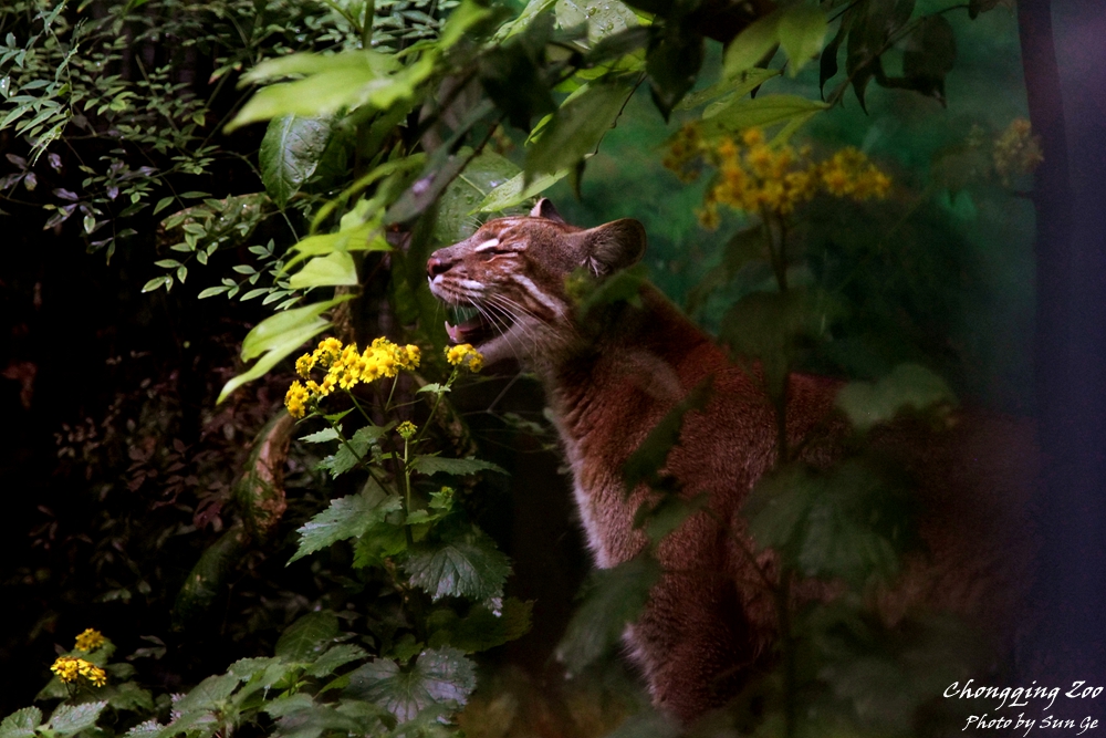 Asiatic golden cat sniffing the flower