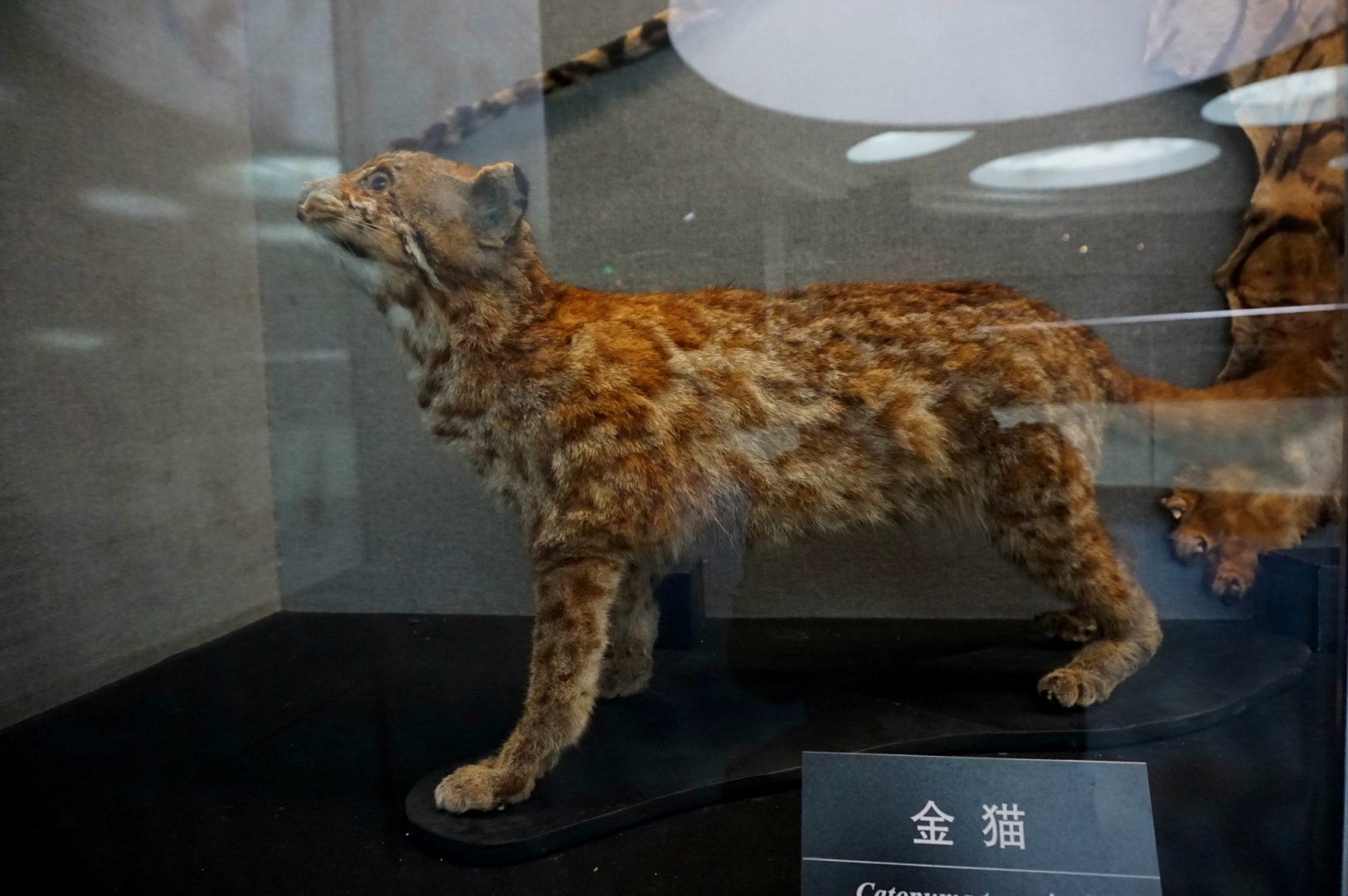 Asiatic golden cat（Speckled）