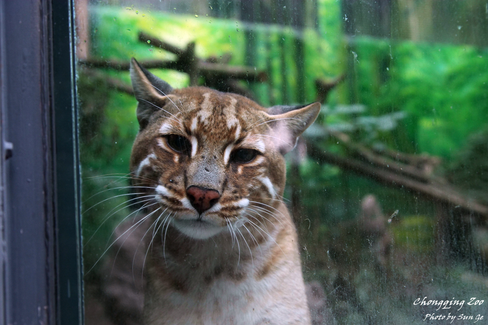 Asiatic golden Cat:"What are you doing?"