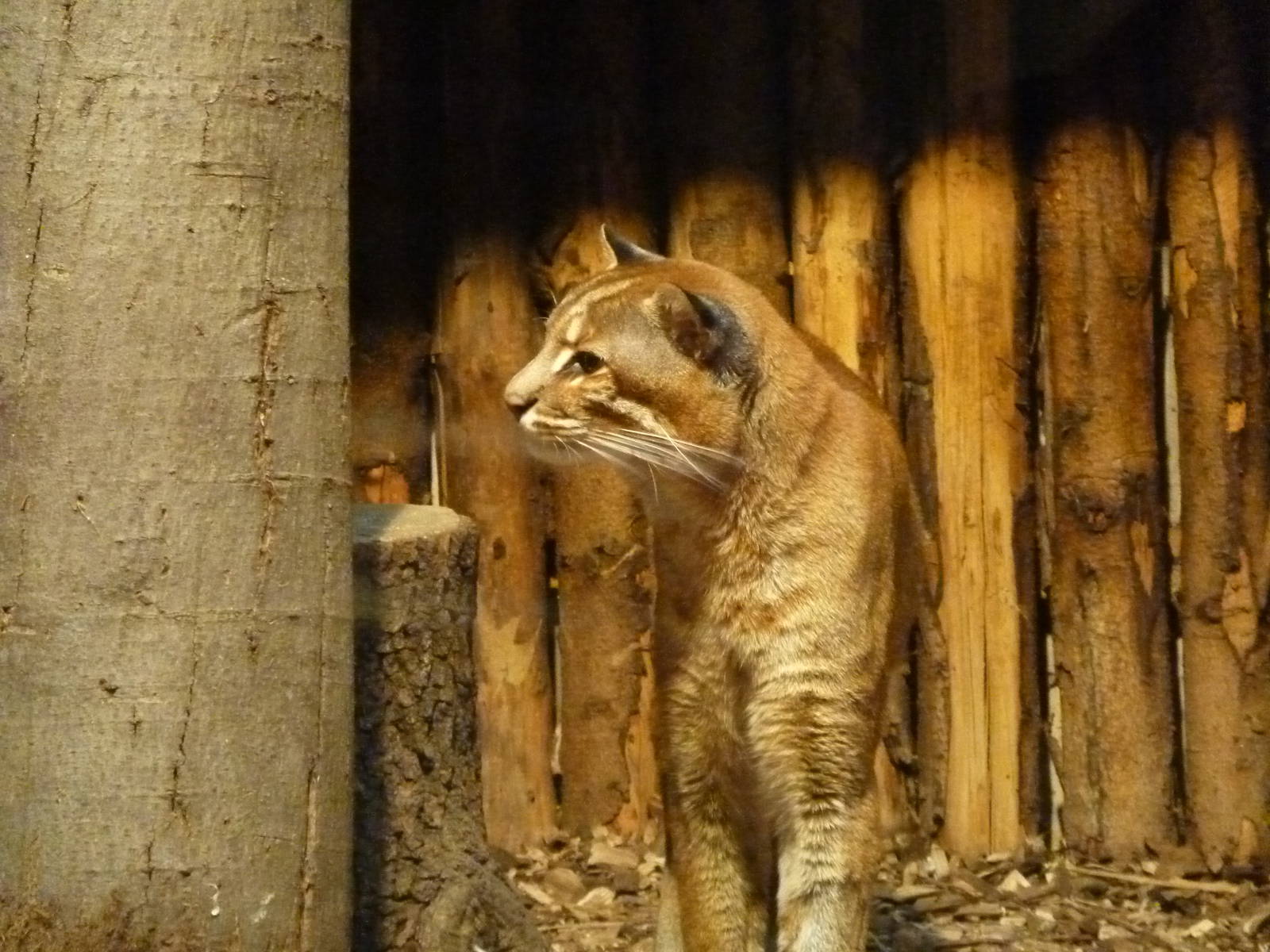 Asiatic Golden Cat