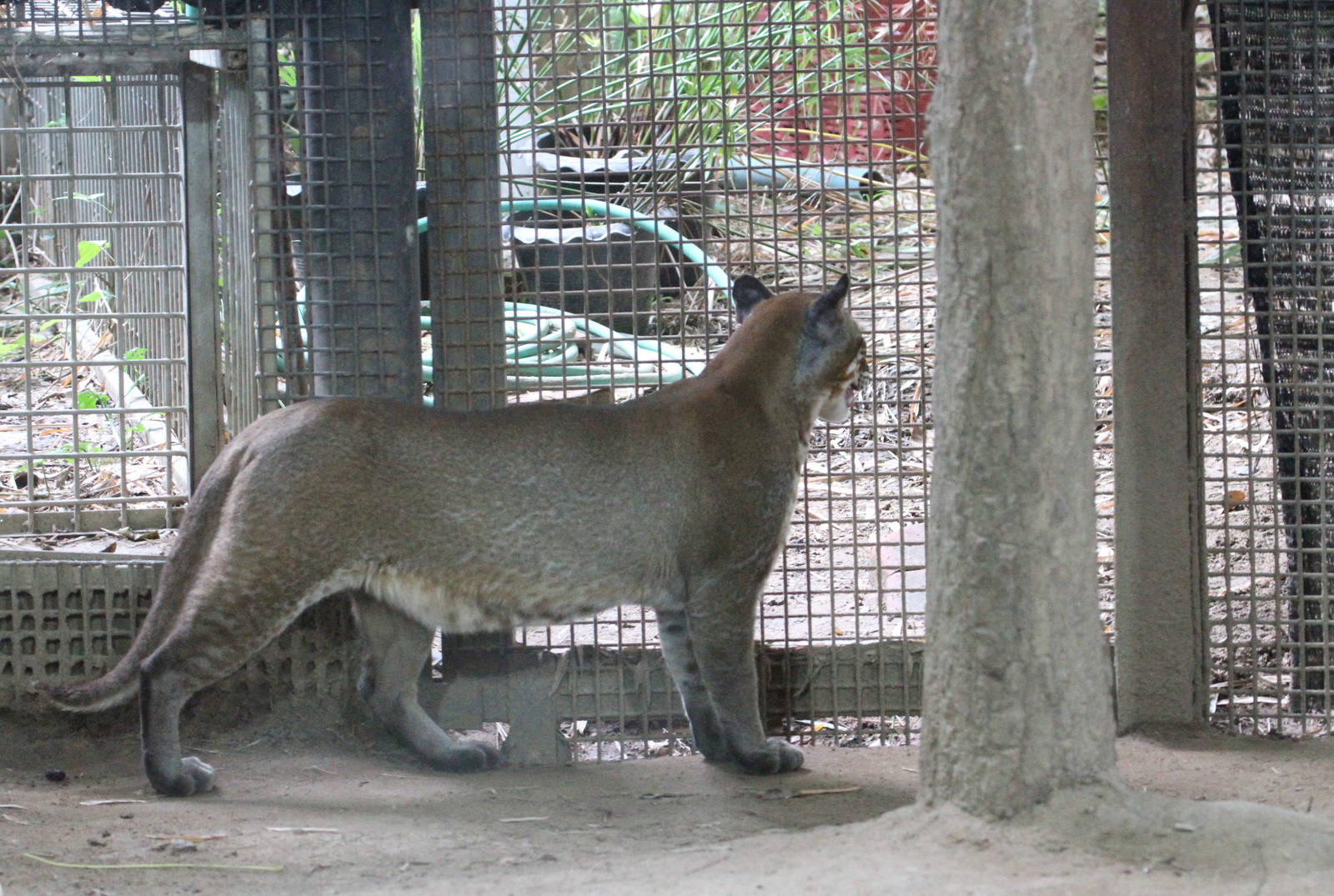 Asiatic Golden Cat