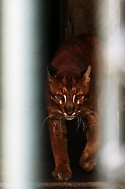 Asiatic golden cat