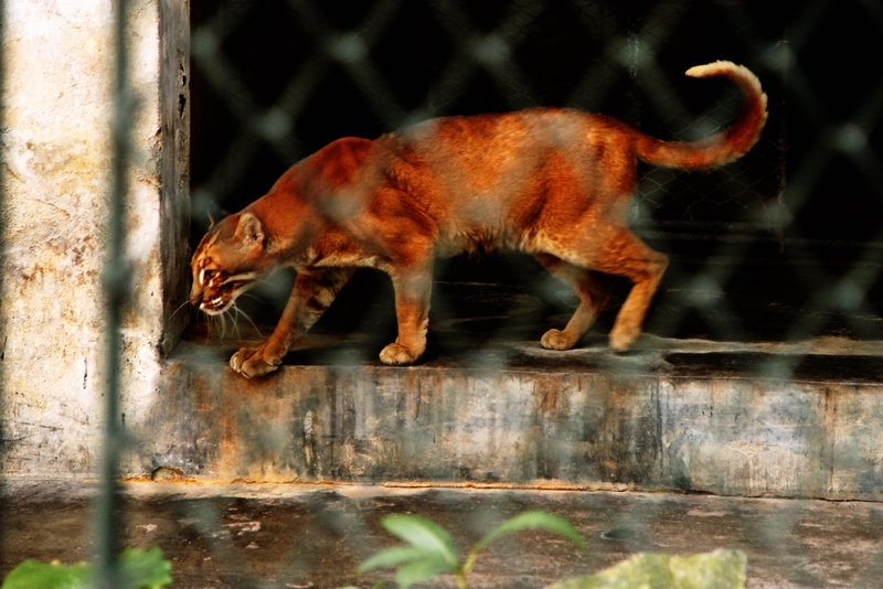 Asiatic golden cat