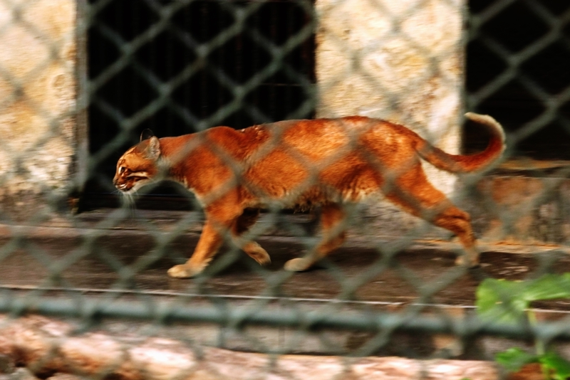 Asiatic golden cat