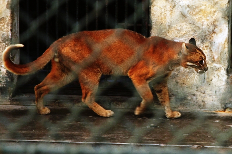Asiatic golden cat
