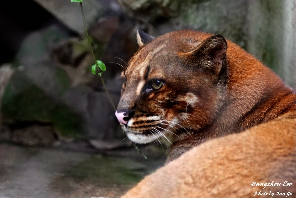 Asiatic golden cat