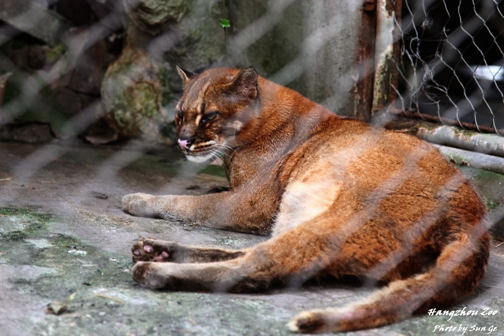 Asiatic golden cat