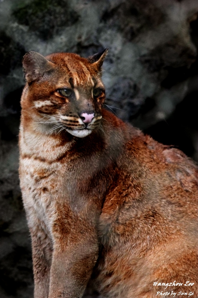 Asiatic golden cat